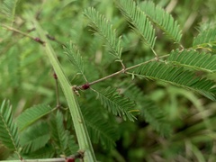 Desmanthus pernambucanus