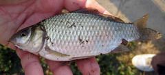Carassius auratus