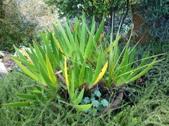 Xeronema callistemon