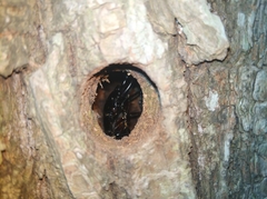 Dorcus hopei hopei