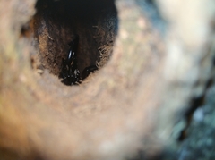 Dorcus hopei hopei