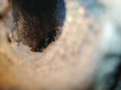 Dorcus hopei hopei