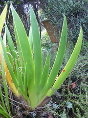 Xeronema callistemon