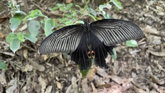 Papilio demetrius demetrius