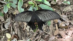 Papilio demetrius demetrius