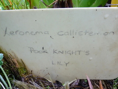 Xeronema callistemon