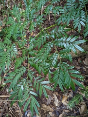 Ptisana pellucida