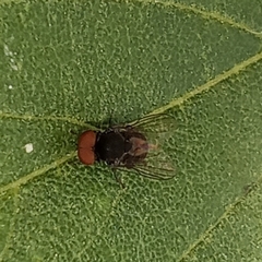 Lindneromyia dorsalis