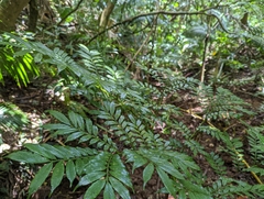 Ptisana pellucida
