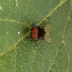 Lindneromyia dorsalis