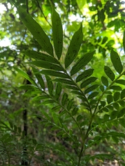 Ptisana pellucida