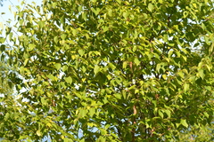 Betula cordifolia