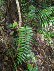 Asplenium matsumurae