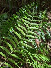 Asplenium matsumurae