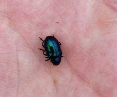 Chrysochus chinensis