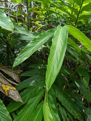 Vanoverberghia sasakiana