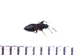 Ischnocoris