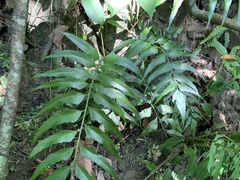 Asplenium falcatum