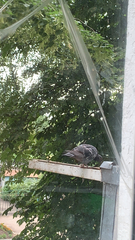 Columba livia