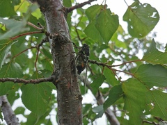 Hyalessa maculaticollis