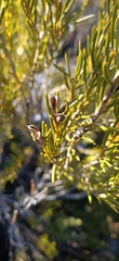 Orites acicularis