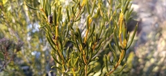 Orites acicularis