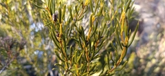 Orites acicularis