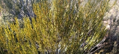 Orites acicularis