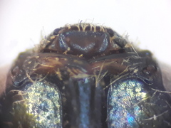 Halictus gemmeus