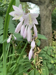 Hosta