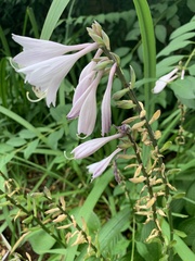 Hosta