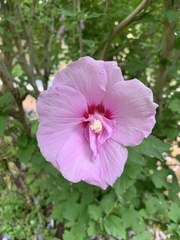 Hibiscus syriacus