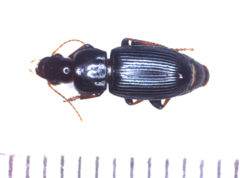 Anisodactylus nemorivagus