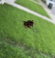 Neoscona crucifera
