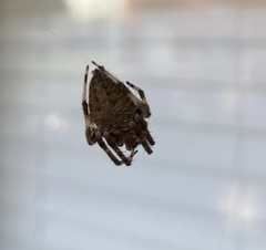 Neoscona crucifera