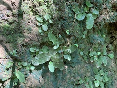 Tectaria zeilanica