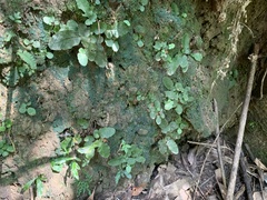 Tectaria zeilanica