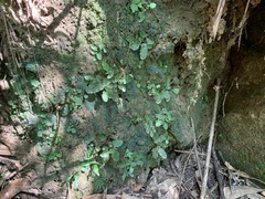 Tectaria zeilanica