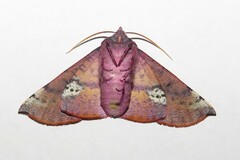 Oenochroma barcodificata
