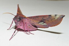 Oenochroma barcodificata