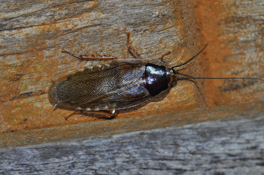 Phoetalia