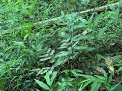 Bolbitis scalpturata