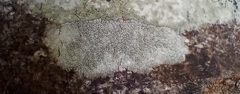 Lecanora albella