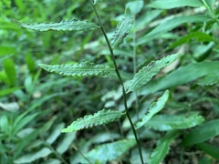 Bolbitis scalpturata