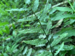 Bolbitis scalpturata