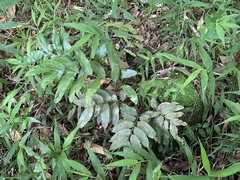 Bolbitis scalpturata