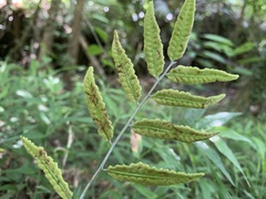 Bolbitis scalpturata