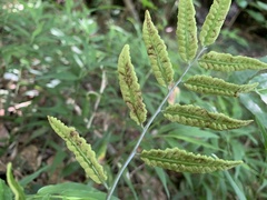 Bolbitis scalpturata