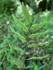 Bolbitis scalpturata