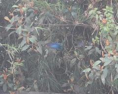 Pterophanes cyanopterus